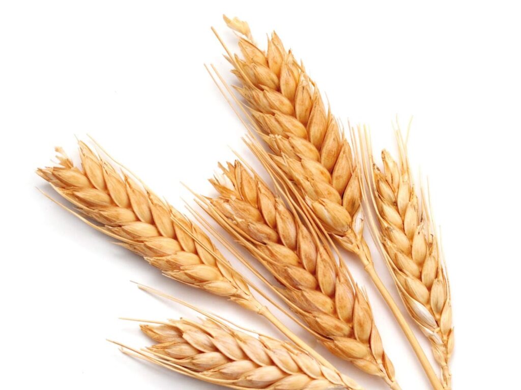 organic wheat proteins